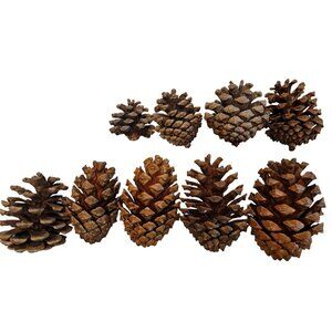 Natural Pine Cones For Crafts & Decorations - Set Of 9 - Lot 6